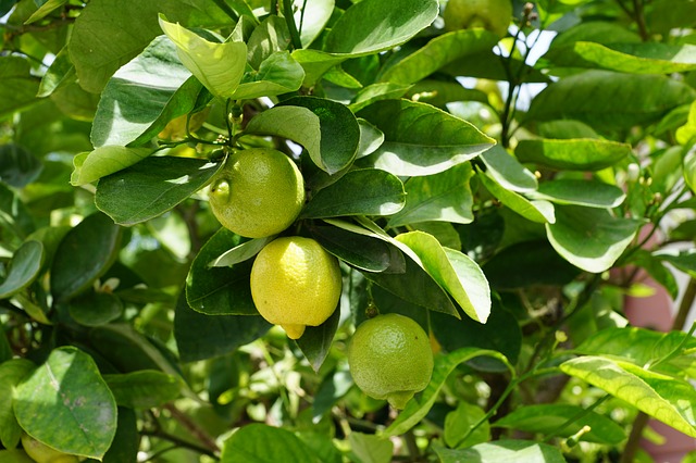 citrony na stromě.jpg